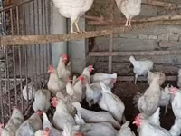 Chickens — புகைப்படம் 4