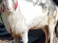 بز نر, Saanen goat — عکس 4