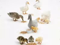 Geese — عکس 1