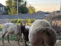 Wad, Rhon sheep — sawirka 2