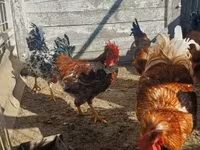Chickens — عکس 3