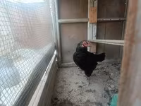 Chickens — عکس 2