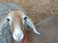 Domba betina, Arashan sheep — foto 1