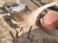 Geese — عکس 5