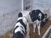 Dibi, Russian Black pied cattle — sawirka 4