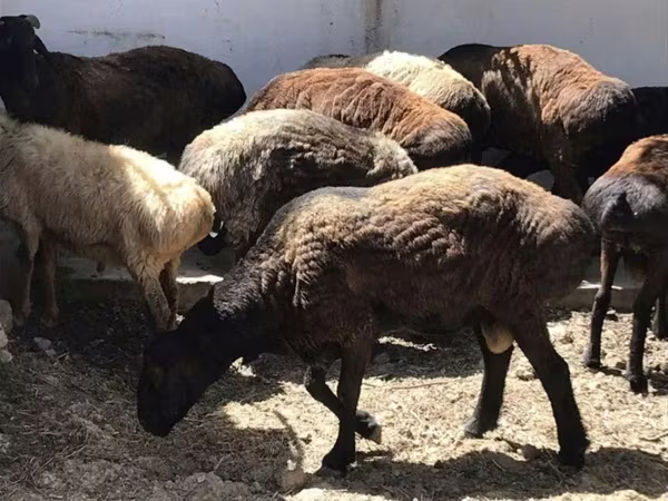 Beran, Kazakh fat-tailed coarsewool sheep