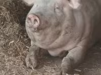 Porci (lot, sex nespecificat), Porci — foto 2
