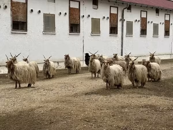 قوچ, Baerchuke sheep