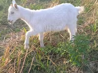 Dişi keçi, Saanen goat — foto 1