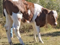 Toro, Simmental cattle — foto 6