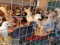 Chickens — լուսանկար 3