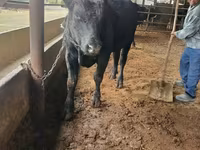 Tyre, Aberdeen-Angus — foto 1