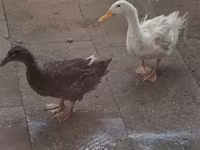 Ducks — zdjęcie 1