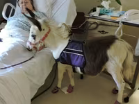 Cavalla, Miniature horse — foto 1
