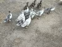 Ducks — foto 2
