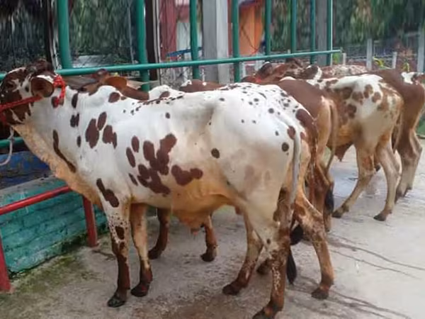Bull, Cattle — Bangladesh