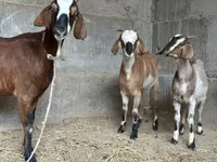 بز ماده, Nubian Goat — عکس 7