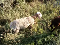 قوچ, Arashan sheep — عکس 2
