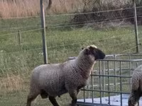 گوسفند (گروه، جنسیت مشخص نشده), White Suffolk sheep — عکس 1