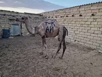 شتر ماده, شتر — عکس 1