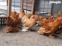 Pekin-Zwerg — Foto 5