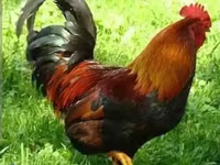 Chickens — تصویر 4