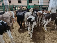 Bou, Bovine — foto 8