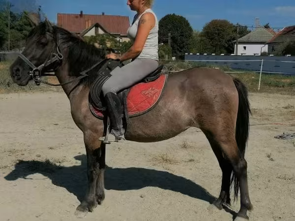 ม้าตัวเมีย, Polish pony