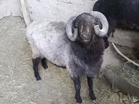 Beran, Blackheaded Persian sheep — foto 1