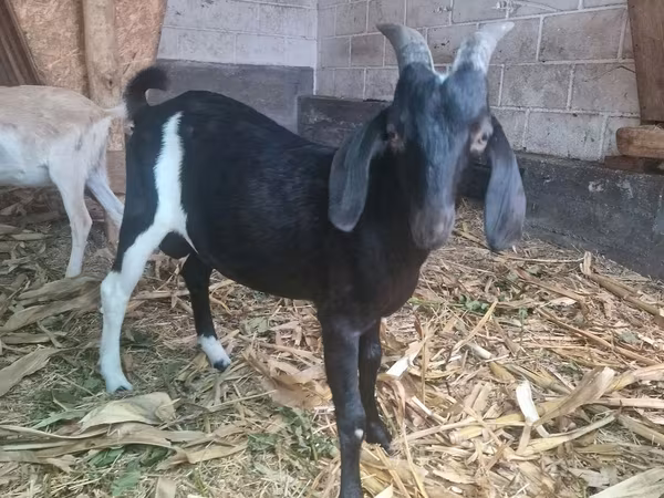 Bok, Nubian Goat
