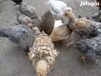 Chickens — foto 4