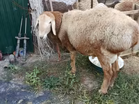 Widder, Rhon sheep — Foto 2