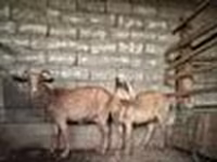 Kambing betina, Alpine goat — foto 8