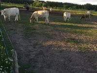 Lembu betina, Charolais cattle — foto 8