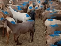 Carnero, Arashan sheep — foto 1