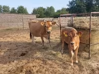Vache, Race Jersey — photo 4