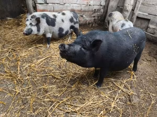 Sow, Pigs — Hungary