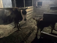 Ng'ombe jike, Swiss cattle — picha 5