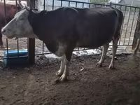 گاو ماده, Latvian Blue cattle — عکس 5