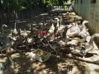 Geese — акс 3