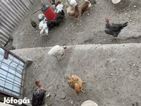 Chickens — photo 2