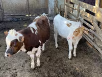 Dibi, Simmental cattle — sawirka 2