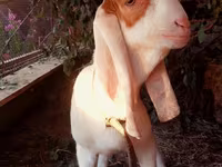 แพะตัวผู้, Kamori goats — รูปภาพ 2