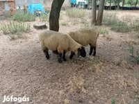 แกะตัวผู้, White Suffolk sheep — รูปภาพ 7