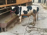 گاو نر, Russian Black pied cattle — عکس 1