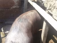 Eber, Schweine — Foto 5