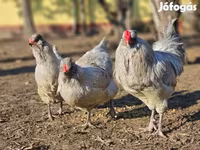 Araucana — Foto 1