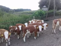Toro, Simmental cattle — foto 2