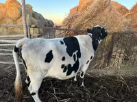 Krava, Latvian Blue cattle — foto 4