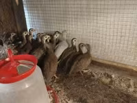Guinea fowl — foto 4